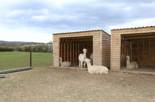 Photo 65 - Dartmoor Reach Alpaca Farm