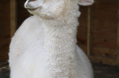 Photo 62 - Dartmoor Reach Alpaca Farm