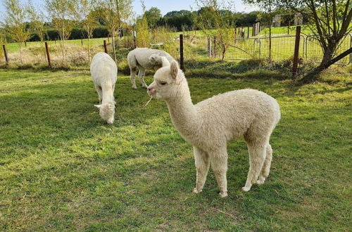 Foto 34 - Dartmoor Reach Alpaca Farm