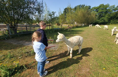 Photo 20 - Dartmoor Reach Alpaca Farm