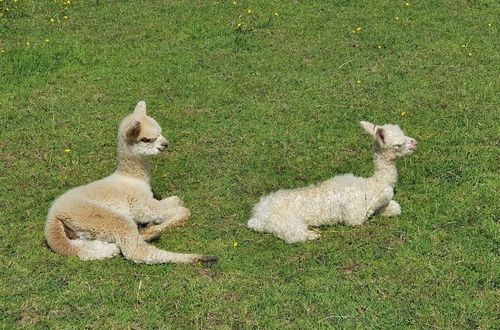 Foto 44 - Dartmoor Reach Alpaca Farm