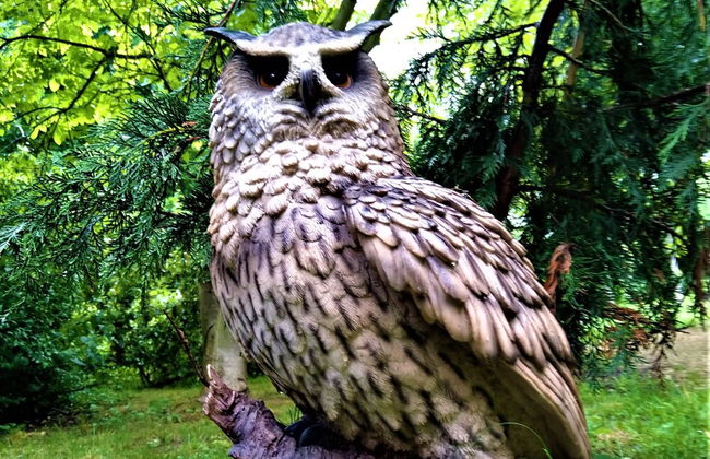 Owl Lodge With Hot Tub and Massage Treatments - Foto 10