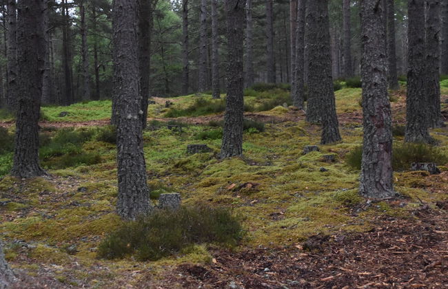 Cairngorm Bothies - Foto 29