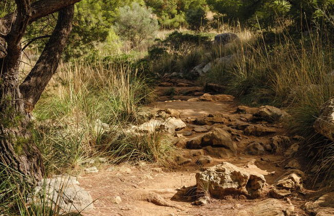 Muleta de Ca S'Hereu Agroturismo - Foto 47