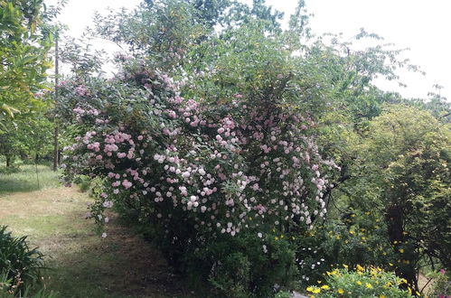 Photo 72 - Serrado de Bouças