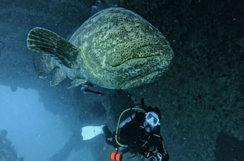 Foto 32 - Magnífica Mansão à 50m da praia de Barequeçaba para até 18 pessoas