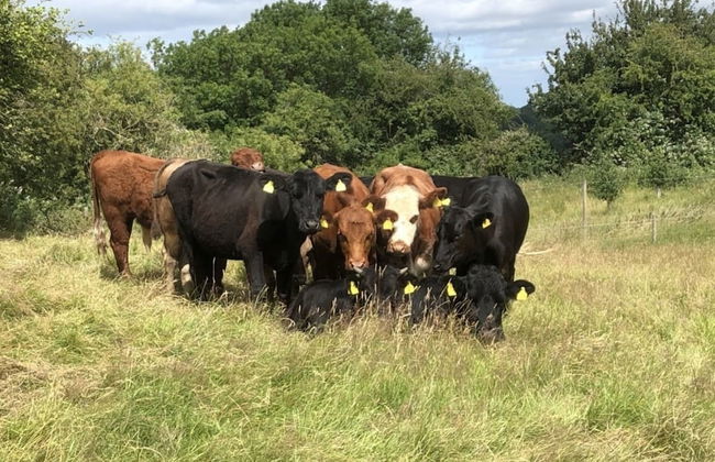 Beautiful 3 Bedroomed Cotswolds Farmhouse - Photo 40