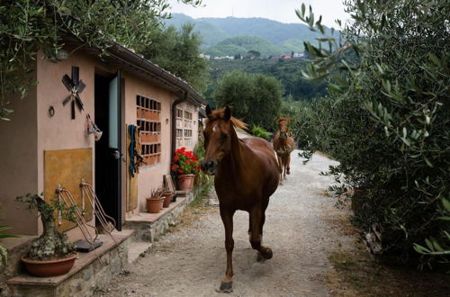 Photo 21 - La Macina Farmhouse in Matraia