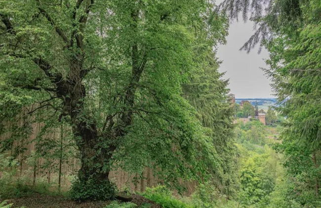 Ferienwohnung mit Garten auf dem Bauernhof - Photo 21