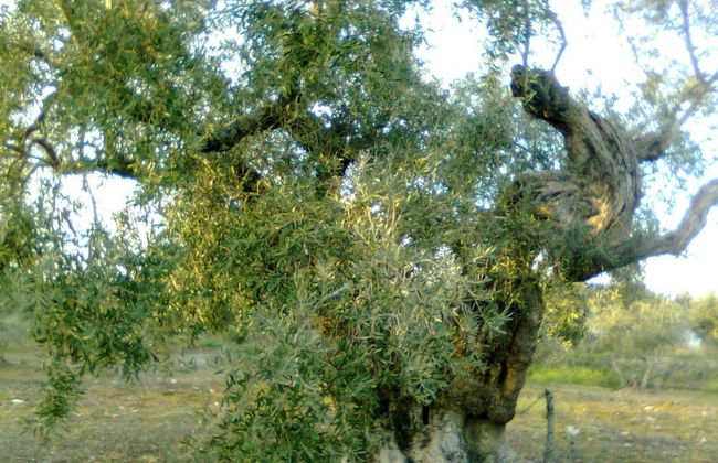 Casa Rural La Breña - Photo 56