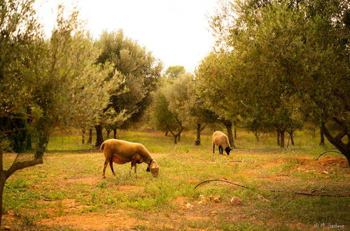 Foto 44 - Agroturisme Son Barceló Mas