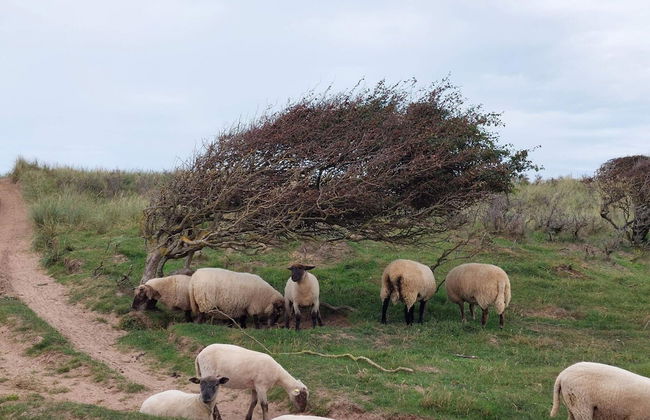 6 Person Holiday Home in Hjorring - Foto 4