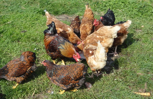 Frankaborough Farm Holiday Cottages - Foto 66