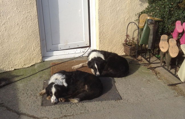 Frankaborough Farm Holiday Cottages - Foto 55