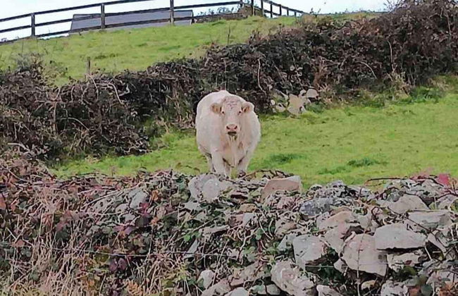 Rose Cottage in Ennistymon - Near Cliffs of Moher - Foto 10