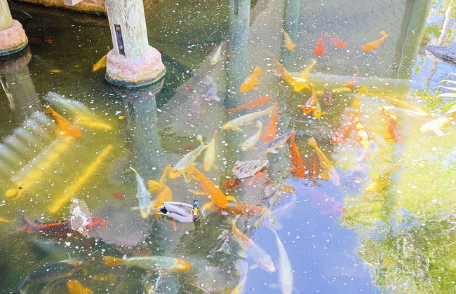 Oceanside Beach Condos - Photo 56