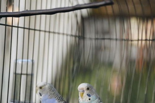 Photo 56 - Parrot's Home Lalez Bay