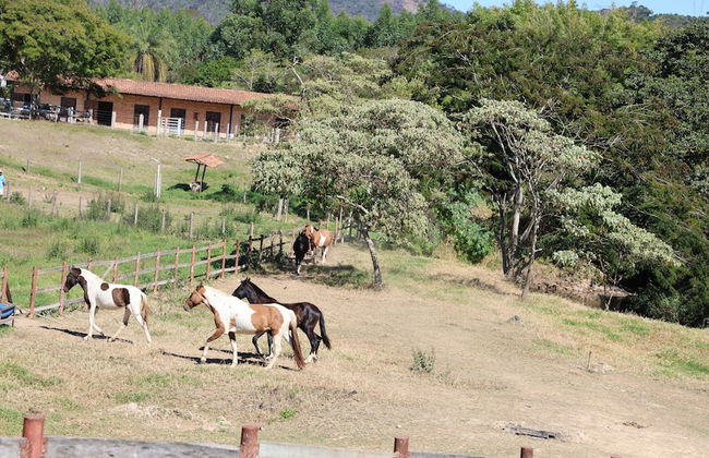Fazenda Santa Amalia - Photo 71