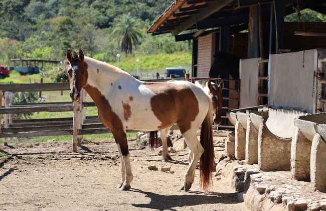 Fazenda Santa Amalia - Photo 73