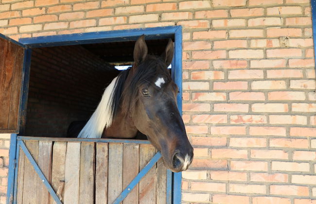 Fazenda Santa Amalia - Photo 74