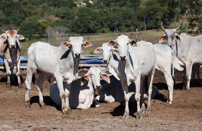 Fazenda Santa Amalia - Photo 72