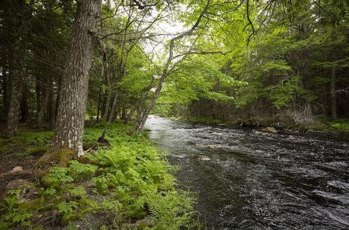 Photo 49 - Mersey River Chalets a nature retreat