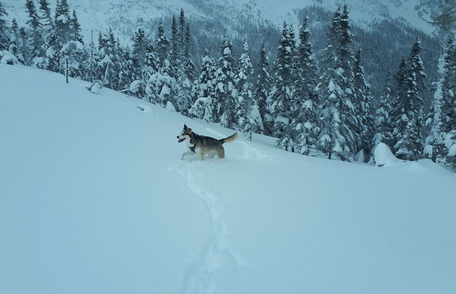 Le Ski Shack - Photo 50