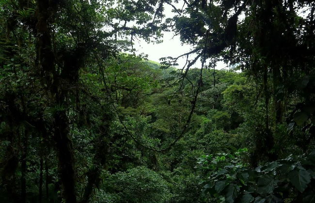 Villa Aloha - Foto 6
