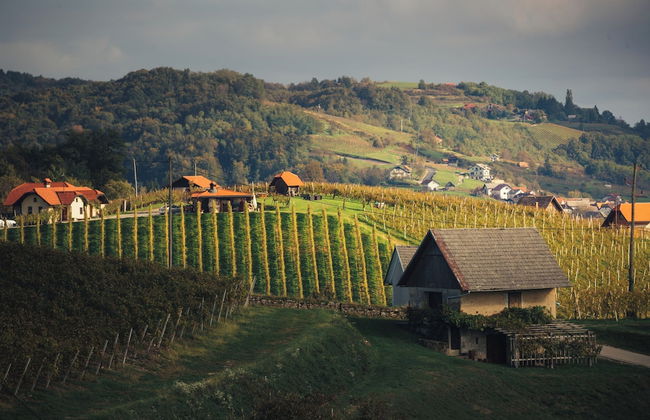 Vineyard Cottage Sunny Hill - Foto 14