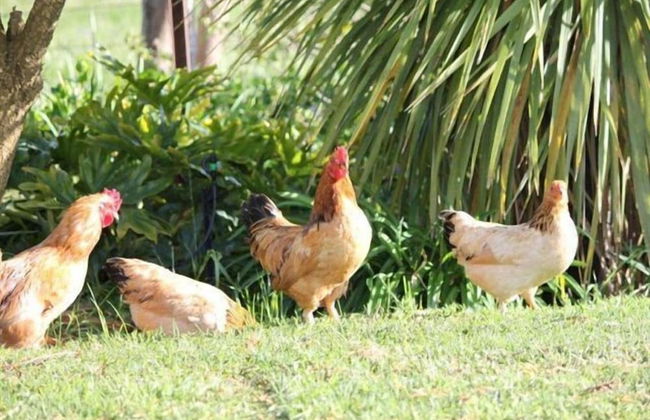 Eikelaan Farm Cottages - Foto 22