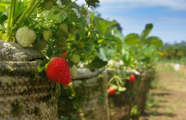 Bagus Agro Pelaga - Foto 72