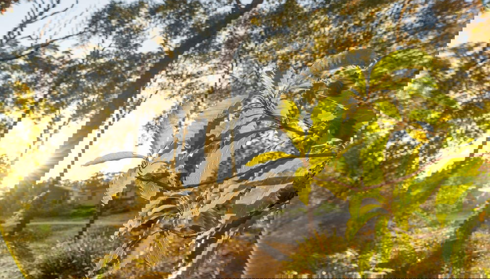 Imagem principal