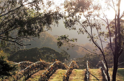 Photo 18 - Blue House at Mountainside Wines