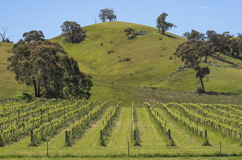 Photo 19 - Blue House at Mountainside Wines