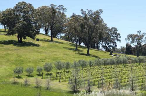 Photo 13 - Blue House at Mountainside Wines