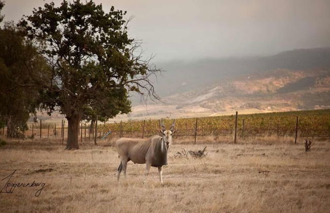Denneboom Vineyards and Wildlife - Foto 40