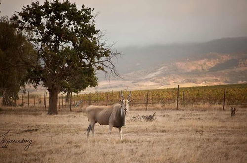 Photo 40 - Denneboom Vineyards and Wildlife