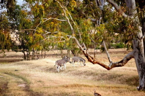 Photo 49 - Denneboom Vineyards and Wildlife