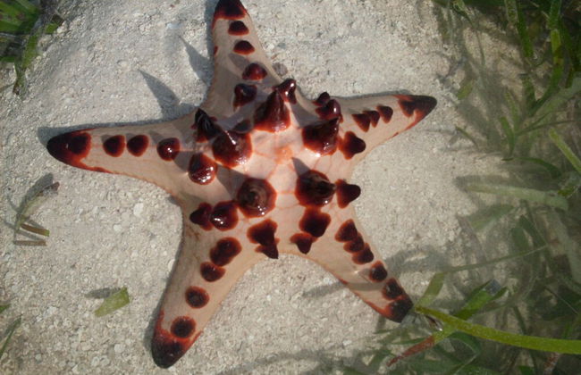 Troppo Mystique - Photo 51