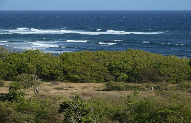 Résidence Tropicale - Foto 31