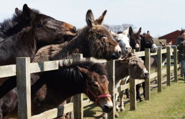 Host Stay Redwings Sanctuary Rooms - Foto 15