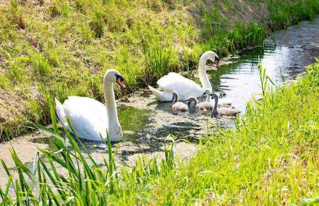 Getaway With Garden in Gelderland - Foto 26
