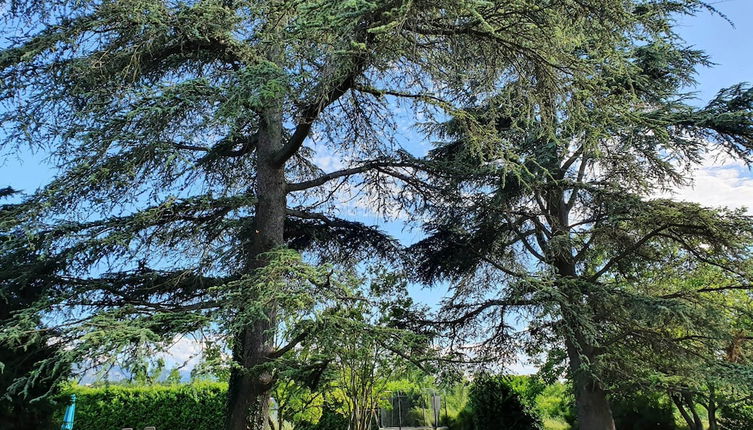 Photo 1 - Gîte le cèdre bleu