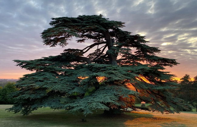 Château Gassies - Foto 50