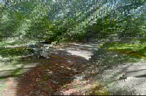 Photo 41 - Wander Through the Woods