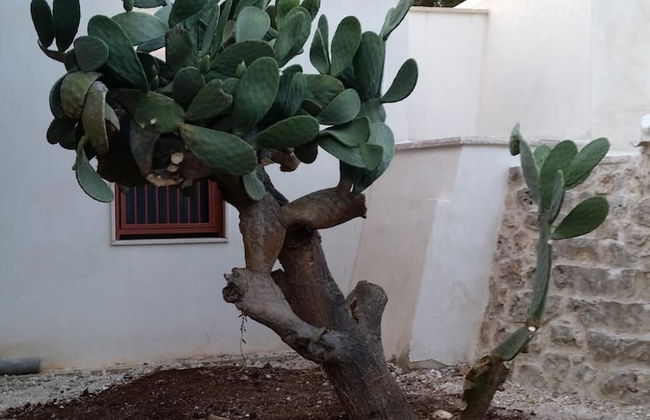 Trullo Sotto le Stelle - Foto 7