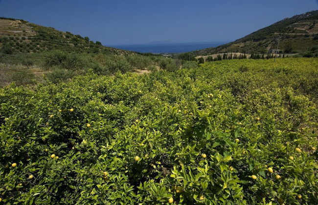 La Collina degli Ulivi - Casa Ulivi 1 - Foto 15