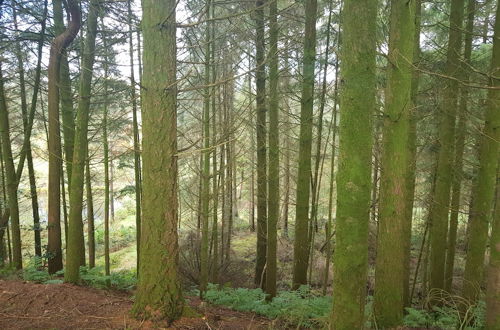 Photo 23 - Cosy Cottage in the Blackdown Hills, Devon