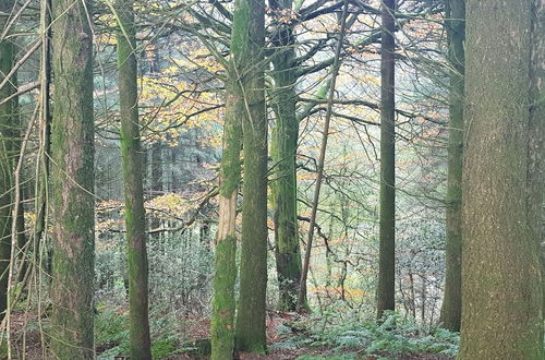 Photo 20 - Cosy Cottage in the Blackdown Hills, Devon