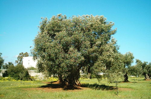 Photo 29 - Masseria La Grave